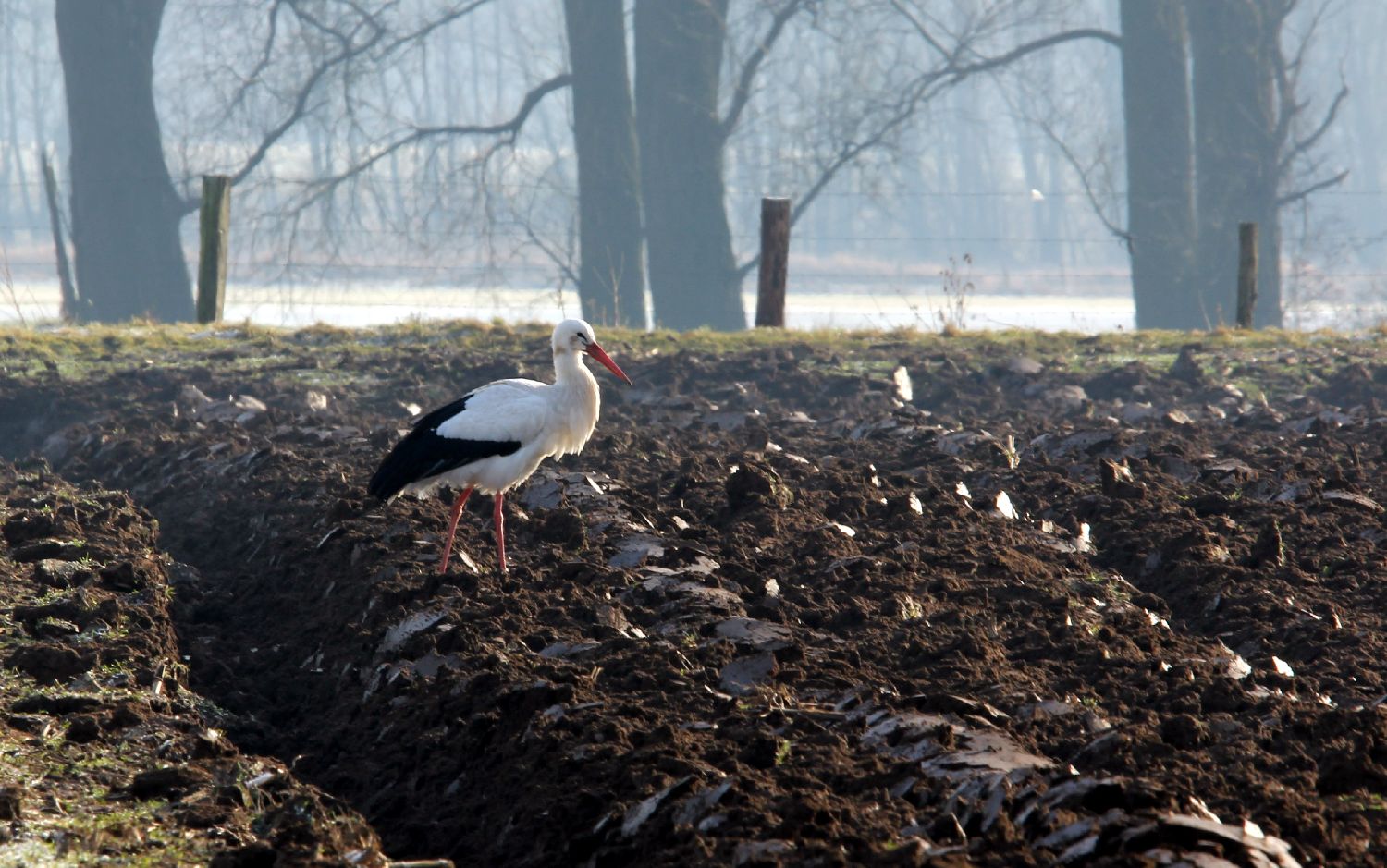 Weißstorch im Winter